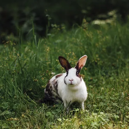 Le Malazeou Wellness Sport 캠프장 4*